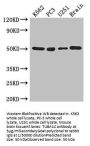 TUBA1C Antibody