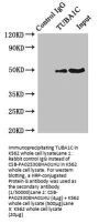 TUBA1C Antibody