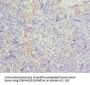 TUBB Antibody