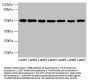 TUBB Antibody