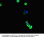 TUBB4A Antibody