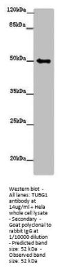 TUBG1 Antibody