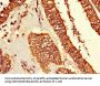 TUBG1 Antibody