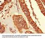 TUBG1 Antibody