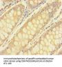 TULP3 Antibody