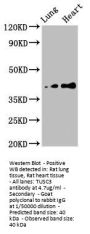 TUSC3 Antibody