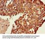 TXK Antibody