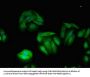 TXK Antibody