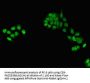 TXNL4A Antibody