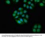 TYK2 Antibody