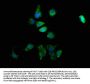 TYR Antibody