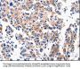 ACE2 Antibody