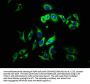 TYRP1 Antibody