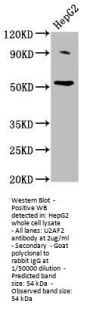 U2AF2 Antibody