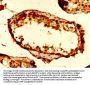 UBA52 Antibody