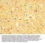 UBA52 Antibody