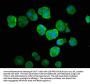 UBA52 Antibody