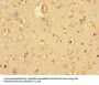 UBA6 Antibody