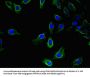 UBA6 Antibody
