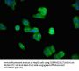UBASH3A Antibody