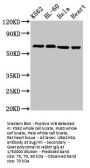 UBASH3A Antibody