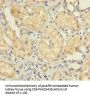 UBD Antibody