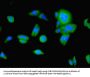 UBD Antibody