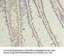 UBE2C Antibody