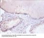 HNRNPD Antibody