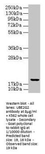 UBE2G2 Antibody