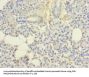 UBE2G2 Antibody