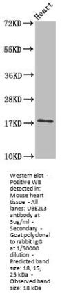 UBE2L3 Antibody