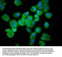 UBE2L3 Antibody