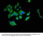 UBE2L6 Antibody