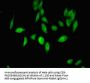 UBE3A Antibody