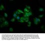 UBXN2A Antibody