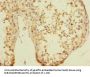 UBXN8 Antibody