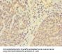 UBXN8 Antibody
