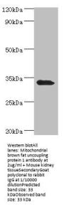 UCP1 Antibody