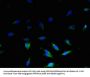 UCP3 Antibody