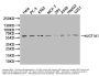 UGT1A1 Antibody