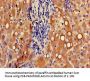 UGT1A9 Antibody