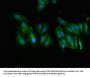 UGT1A9 Antibody