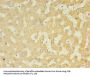 UGT2B4 Antibody