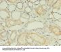 UGT2B4 Antibody
