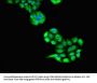 ULK1 Antibody