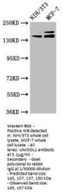 UMODL1 Antibody