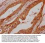 UMODL1 Antibody