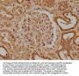 UNC13B Antibody