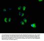 UNC13B Antibody